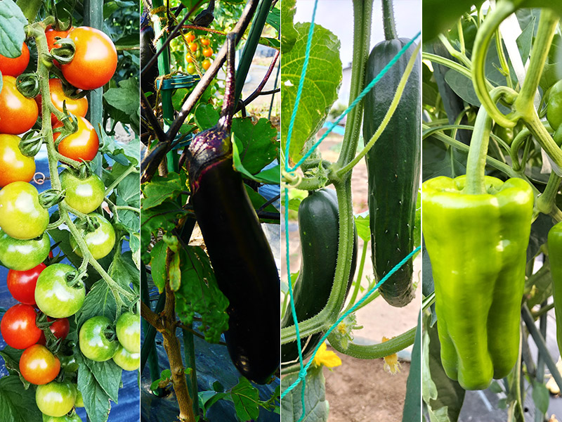 夏野菜の家庭菜園